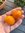 Rocoto Orange