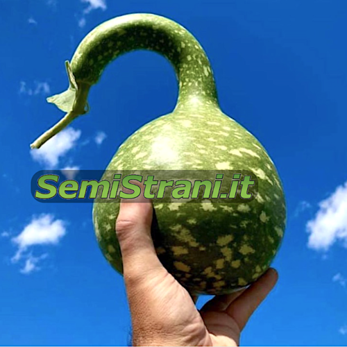 Pumpkin Swan Gourd