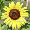 Sunflower Lemon Queen