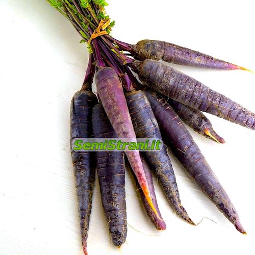 Zanahoria Morada Cosmic Purple
