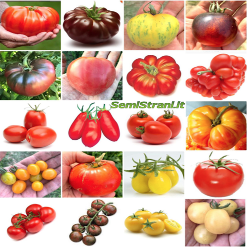 Colección Tomate - 200 Semillas de 20 Variedades