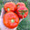 Tomato Collection - 200 Seeds in 20 Varieties