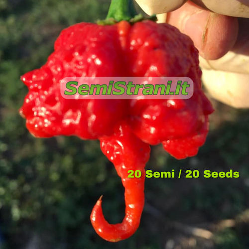 Carolina Reaper Red 20 Seeds