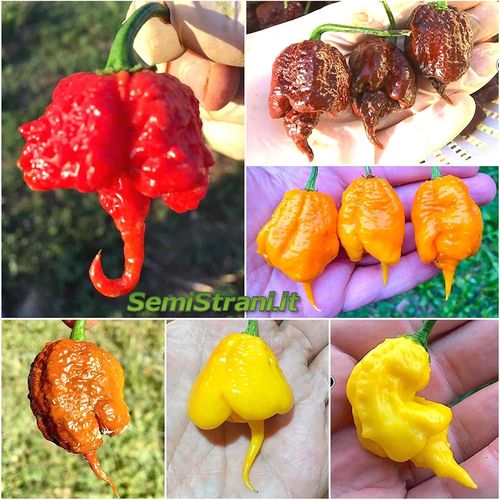 60 Seeds of the 6 Variants of Carolina Reaper - Collection Carolina Reaper