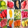 120 Seeds of the 12 Worlds Hottest and Tasty Chili Peppers - Collection 3
