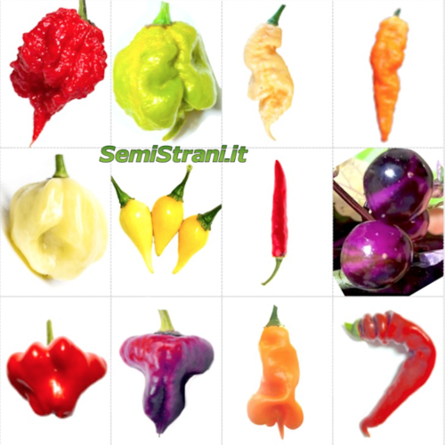 120 Seeds of the 12 Tasty and Weird Chili Peppers - Fantasy Collection