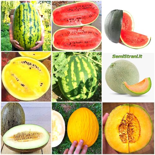 123 Semillas de 9 Sandías y Melones - Colección Completa de Sandías y Melones