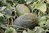 Collezione Semi di Angurie e Meloni - Semi Strani di Carlo Martini