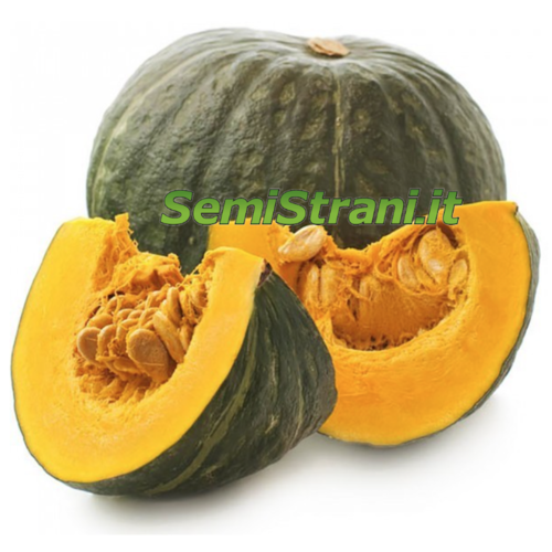 Pumpkin Delica