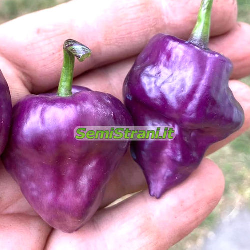 20 Seeds Chilli Ecuador Purple #733 Capsicum Species 