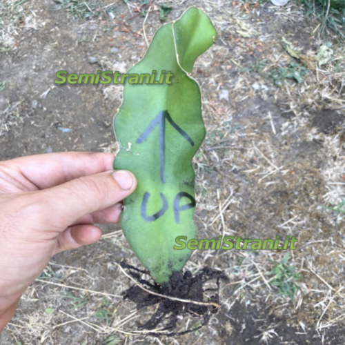 Cutting Pitaya White Dragon Fruit 15 - 20 cm with roots