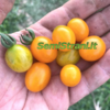 Galapagos Tomato