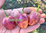 Purple Peach Pepper (CGN 21500)