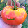 Tomate Géante Syrienne