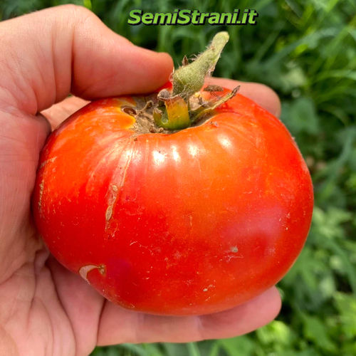 Tomate Sioux