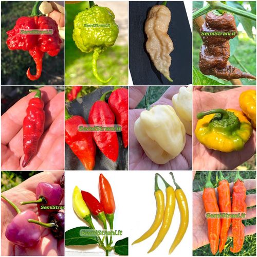 120 Seeds of 12 Worlds Hottest Peppers - Collection SUPER HOT