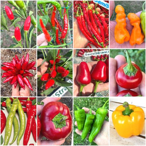 120 Seeds of the 12 Hottest and Tastiest Peppers from Italy - Italian Collection