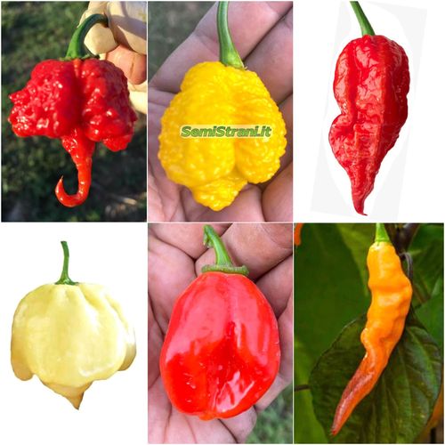 60 Seeds of the 6 Hottest Chillies in the World - Collection 6 Bis