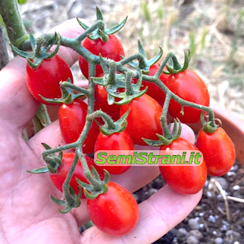 Rote Datterino-Tomate