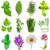 12 Aromatic Herbs Seeds Collection