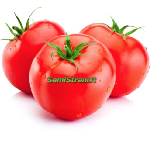 Tomate Italienne pour Salade
