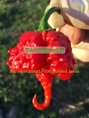 Carolina Reaper Red 100 Isolated Seeds
