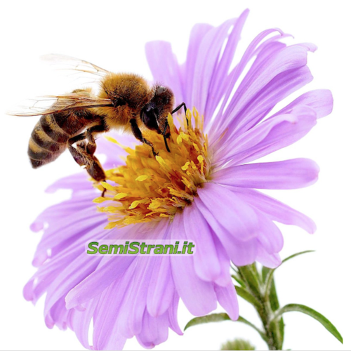 Flowers for Bees Mix
