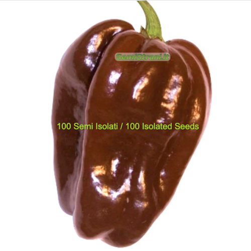 Habanero Chocolate 100 Seeds