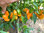 Habanero Orange 100 Semi Isolati