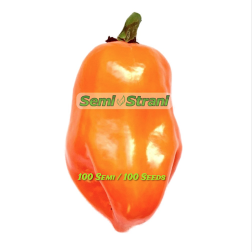 Habanero Orange 100 Seeds