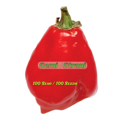 Habanero Red Savina 100 Korn