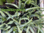 Plant d' Aloe Vera en pot de 7 cm