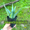 Plant d' Aloe Vera en pot de 7 cm