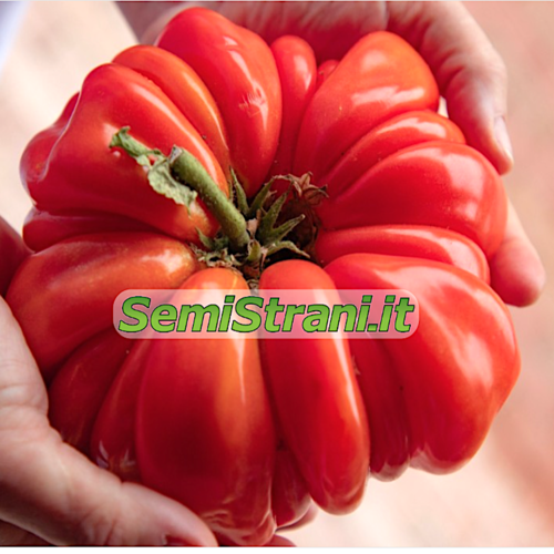 Tomato Costoluto Parma