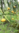 Gelbe Pitaya Frucht des Drachen