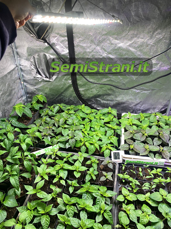 Grow Box con Grow Lamp e piantine e Semi di Peperoncino, Coltivazione Indoor - SemiStrani.it