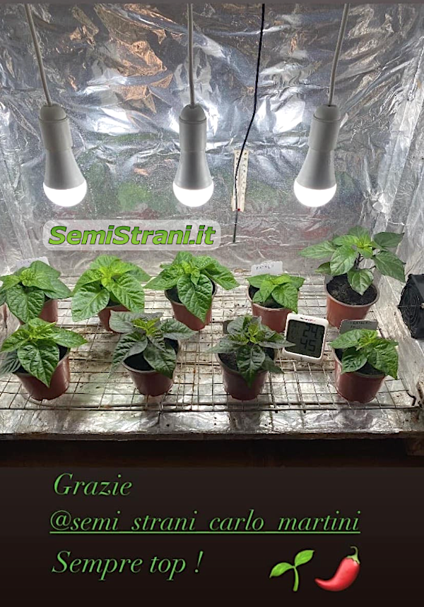 Grow Box Artigianale fai da te con lampadine a luce fredda 6500k per la crescita indoor delle piante di Peperoncino - SemiStrani.it