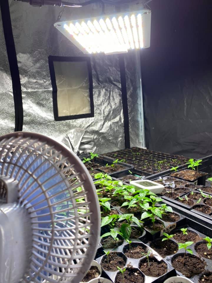 Grow Box Lamp Sunlike 1.000 watt coltivazione peperoncino indoor