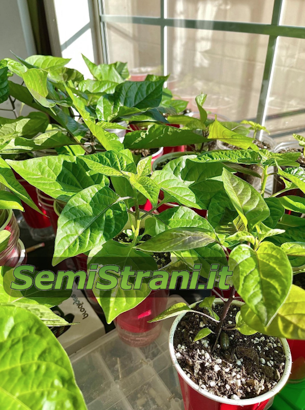 Des plants de piment qui profitent de la lumière du soleil provenant d'une fenêtre orientée au sud - SemiStrani.it