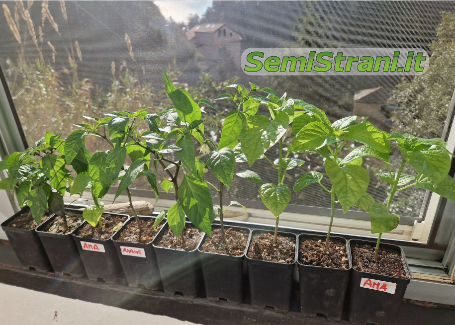 Chili Pepper Seedlings exposed to the Sun on the south window - SemiStrani.it